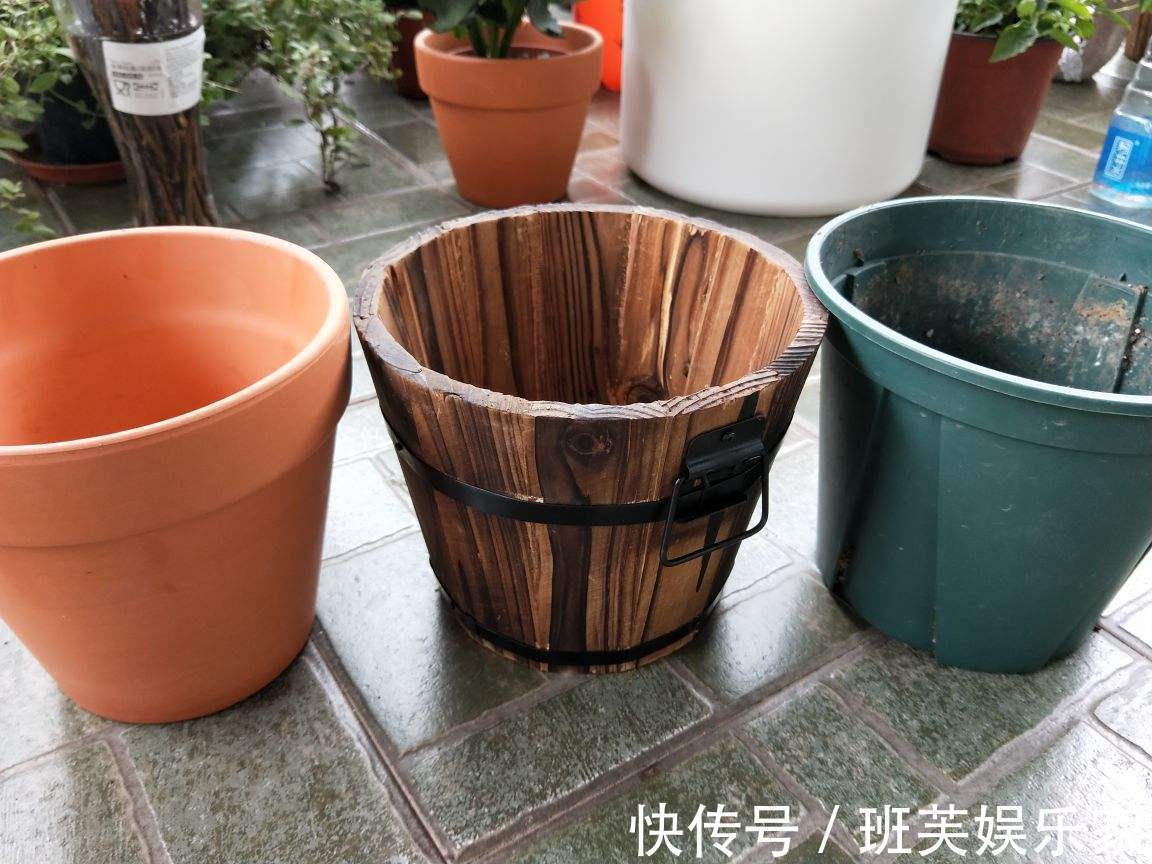 在家养花很勤快长出来的花还不如懒人养得好，原因在这 ！