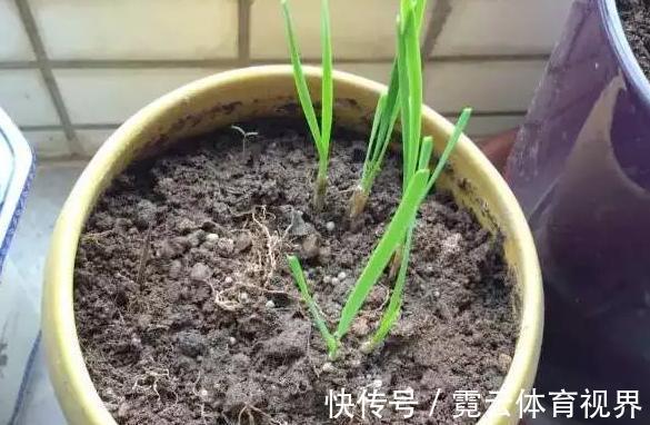 水溶液|药片、黄豆养花全需下成本，不如用这2样灰，一分钱不花又实用