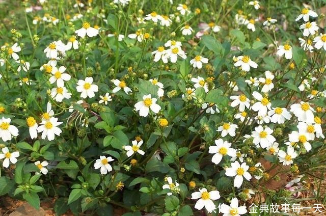 野地一种“鬼针草”，农民都讨厌它，却不知它是草药的瑰宝