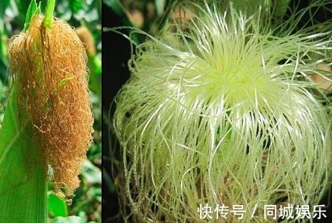 健康|玉米须是个宝,经常泡水喝,以下3大好处不请自来,女人不容错过