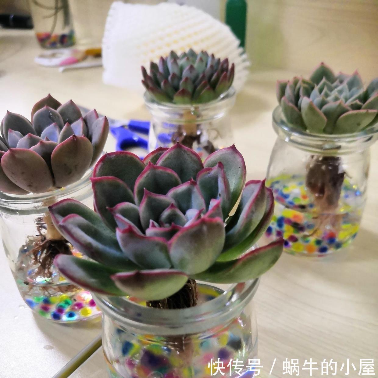 土培|多肉可以不用土养,买几个玻璃瓶,装满水,养多肉很漂亮