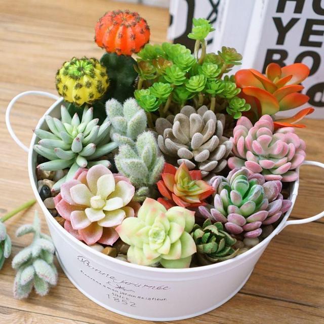 多肉夏天难熬过,碰上这6种情况,别再浇水,才能轻松过夏