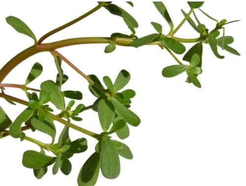 马齿苋|中药里的救命菜——马齿苋