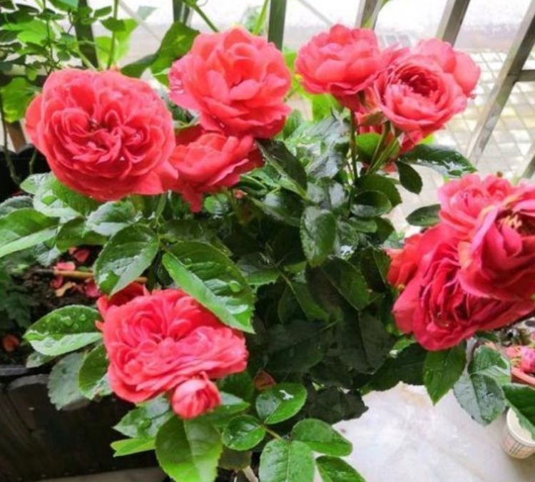 夏天已到，这几款花卉养在家里，花色多彩绚丽，敢和牡丹比美