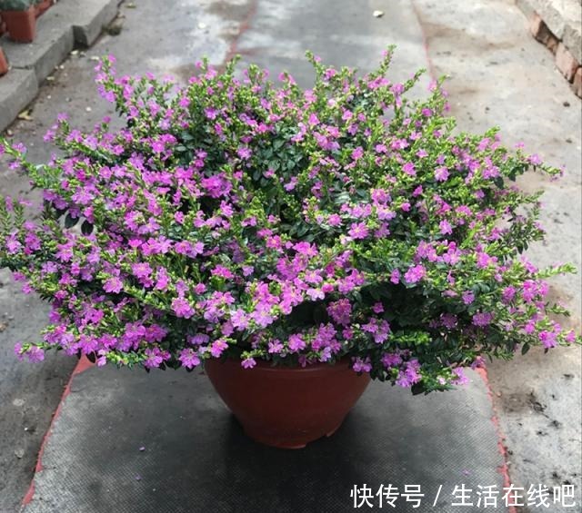 此植物花期超级长,全年开花,花多易爆盆,养护容易,室内也能养!