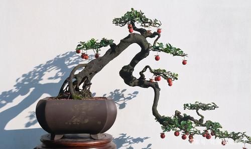 嫁接是盆景造型中的一种方法，玩盆景，就要学会这几种嫁接方法