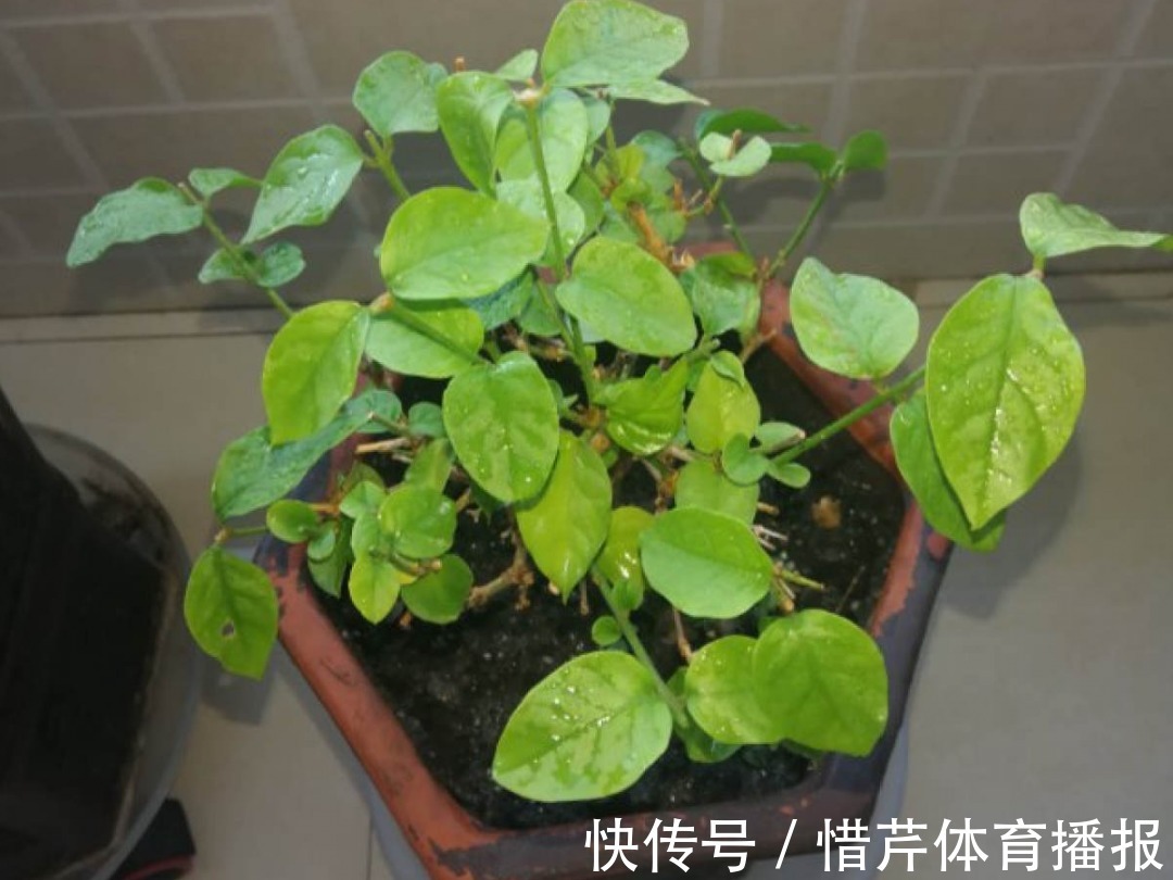 9个开花劳模，施肥不能停，不然越养越差劲