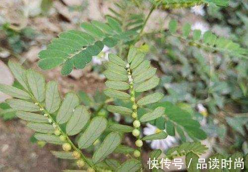 农村|有种草叫“牙疼草”,生在农村形似含羞草,如今市场上一斤80元