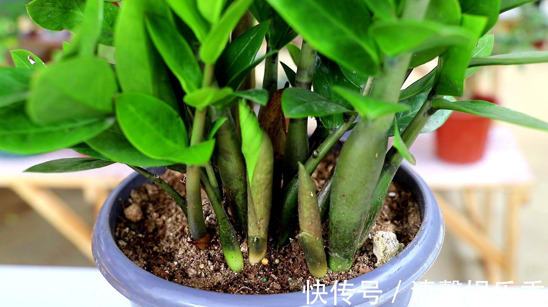 7种寓意“旺财”的花,适合养在家里,看着就有好兆头