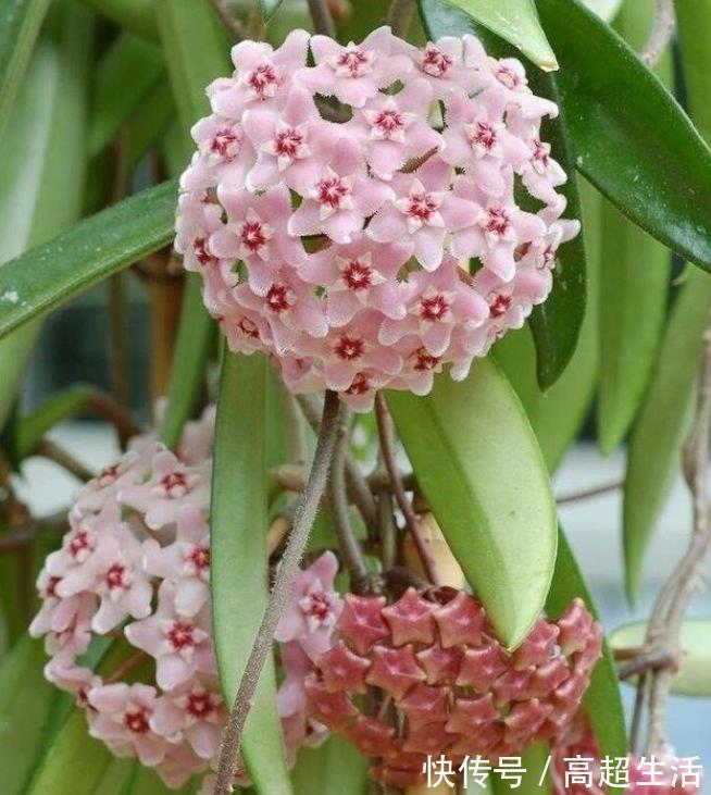 家里就养4种花，耐旱耐晒，财运福运滚滚来，幸福满满，家中必备