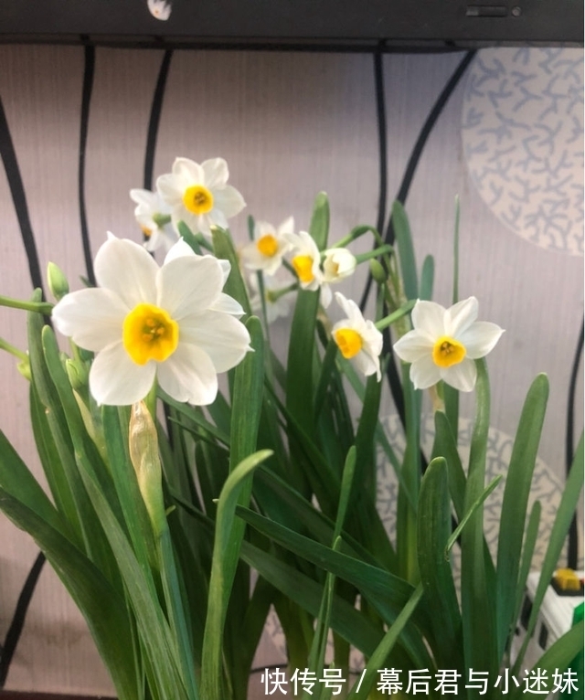 农历九月初五寒露后,养什么花?以下3种花,心想事成万事如意