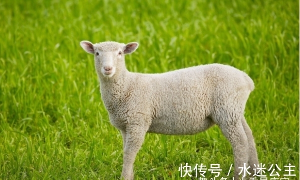 贵人|11月26号后,属羊人贵人出现,赢得先机,闯出名堂,事业畅通无阻