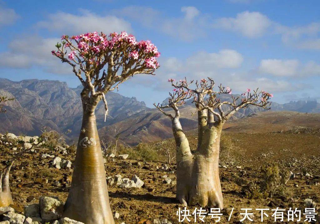 复合肥|“穷养”5种花,用小花盆栽种,多晒少管更利于生长,又美又值钱