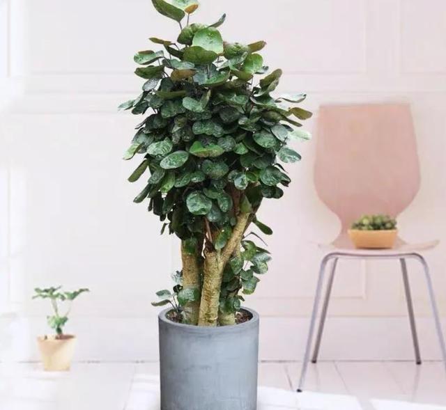 农历九月十八霜降后,养什么花?家里养3种花,蝉鸣高柳鹤栖长松