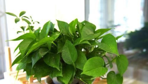 养花用“这渣渣”，经济实用不伤花根，效果比化肥都持久