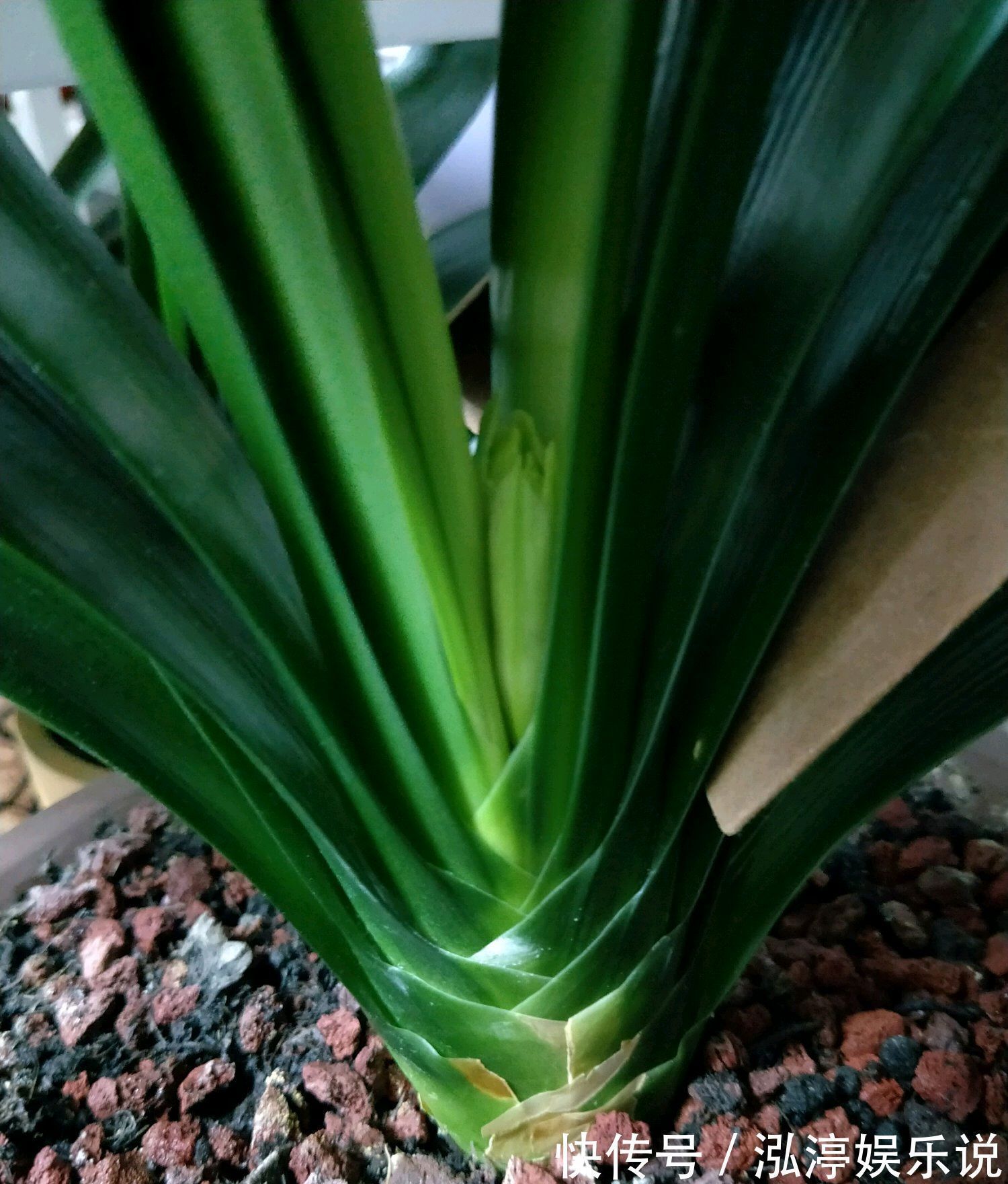 红艳艳|谁说君子兰在夏季休眠不开花只需一招,照样开花爆盆红艳艳