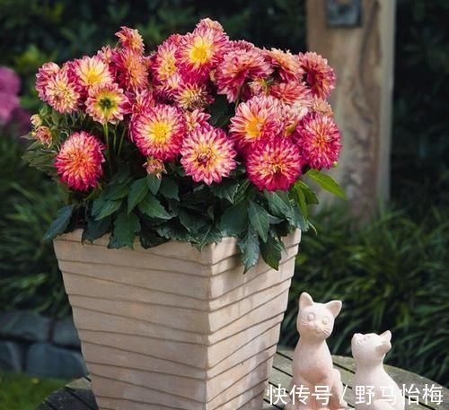 大丽花|立秋后,这2种档次花,摆在家里观赏性强,一直开花到初冬