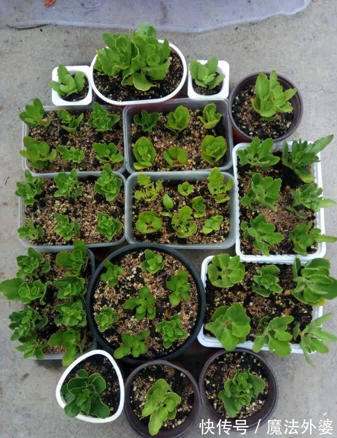 枝条|冬天“扦插”4种花,正是好时机,生根快,成活率高,容易的很