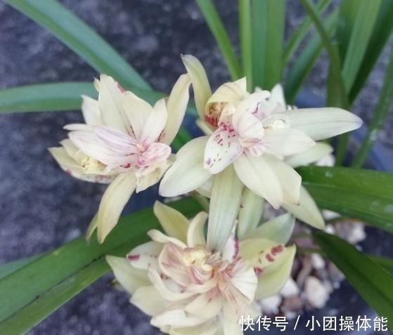 再忙也要养盆它,多瓣奇花自带香气,越冷越爱开,满屋“喷喷香”!