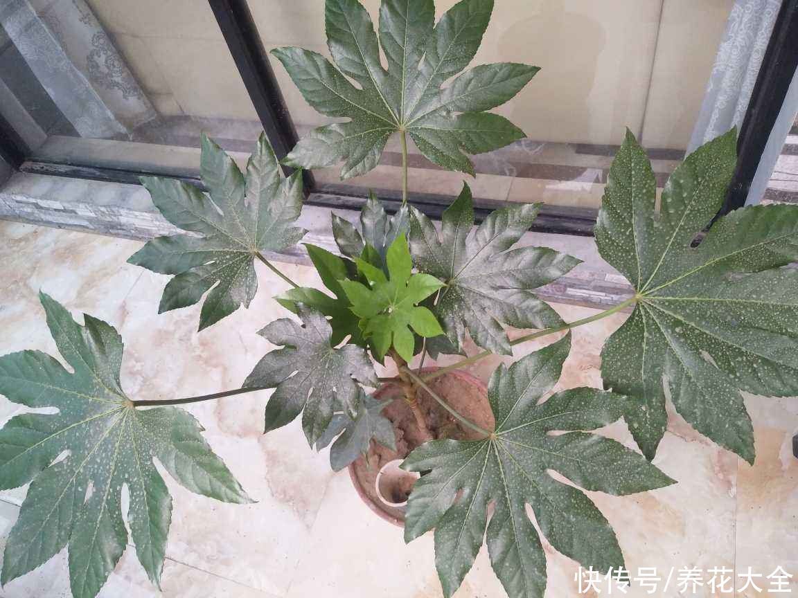 八角|家里养盆“八角金盘”，净化空气效果好，满屋子生机盎然