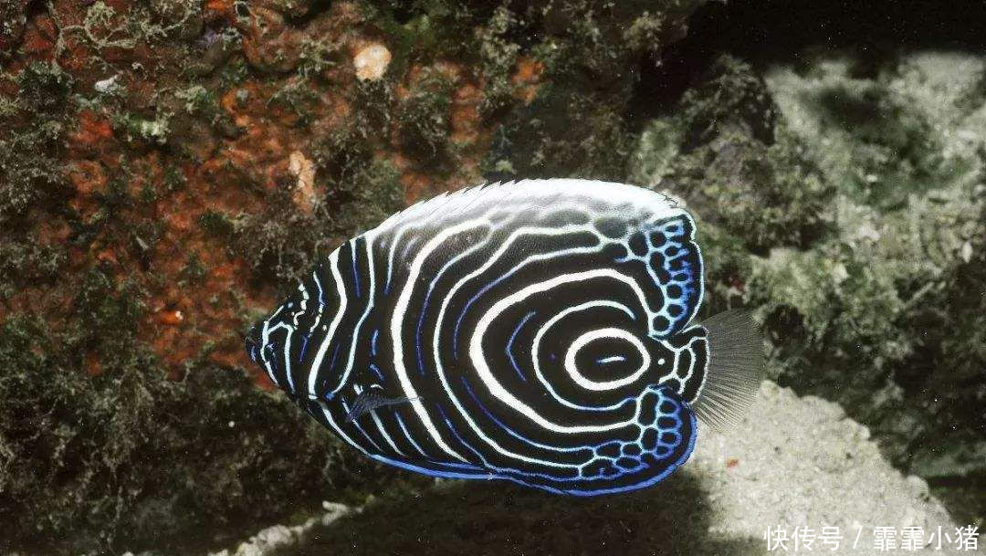 最亮|最亮的颜色的鱼外表很漂亮,受到人们的喜爱