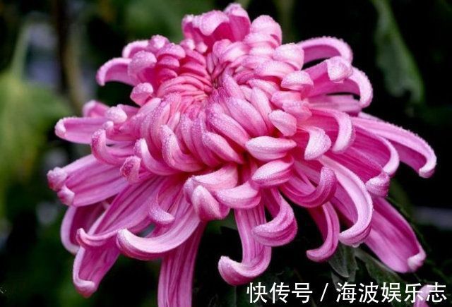 “高档玫瑰”彩纸口红,花开如唇彩,灵动美艳,可以说是精品