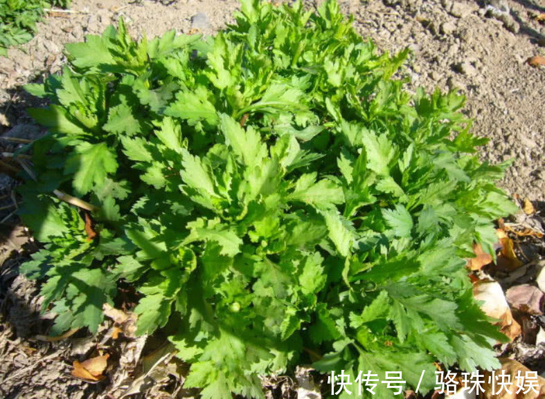营养物质|农村一种“怪味”野菜，形似香菜但味道似薄荷，你们吃过吗