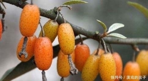 农村|此3种野果营养丰富,农村人都很难吃到,城里人更没有口福