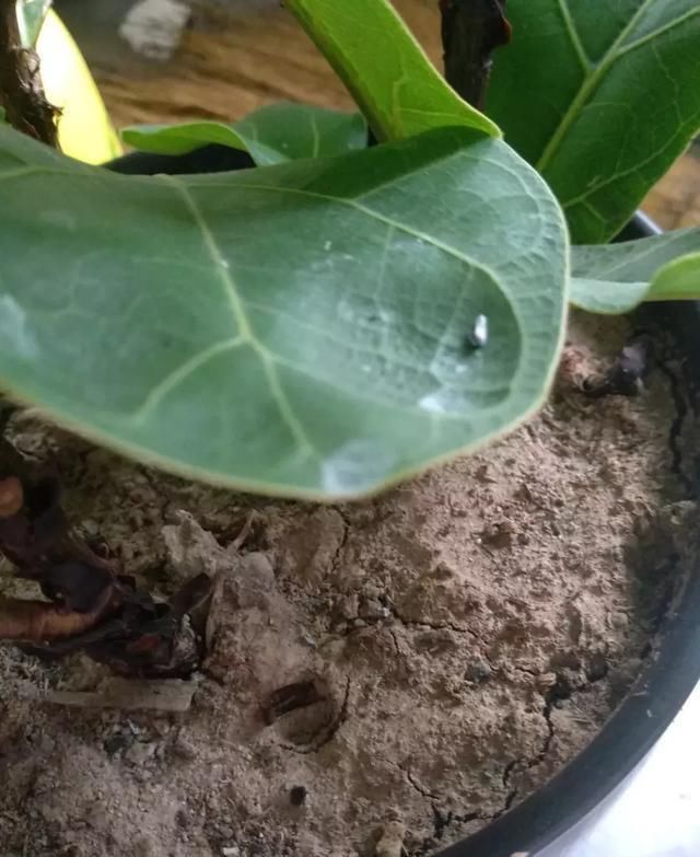 家家|养花土板结“戳不动”，“2种水”家家都有，七天浇1次，疏松肥沃