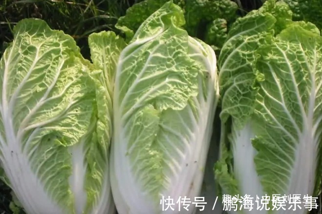 白菜好吃但不能乱吃！吃大白菜有两大禁忌，还有很多人傻傻不清楚