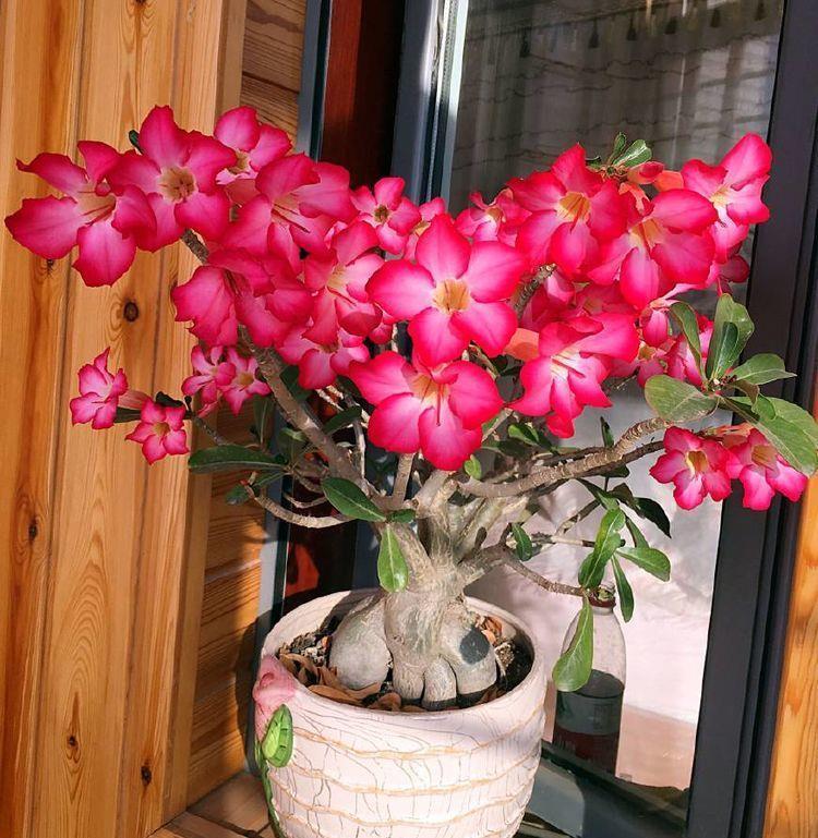 牵牛花|从9月14日开始，家养此款花卉，花朵迷人，阵阵花香