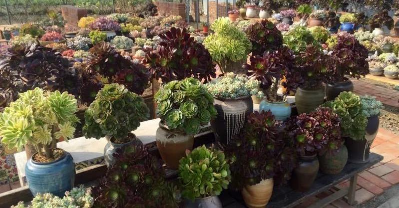 2招让多肉法师“大爆头”，变群生，变老桩，都有好办法