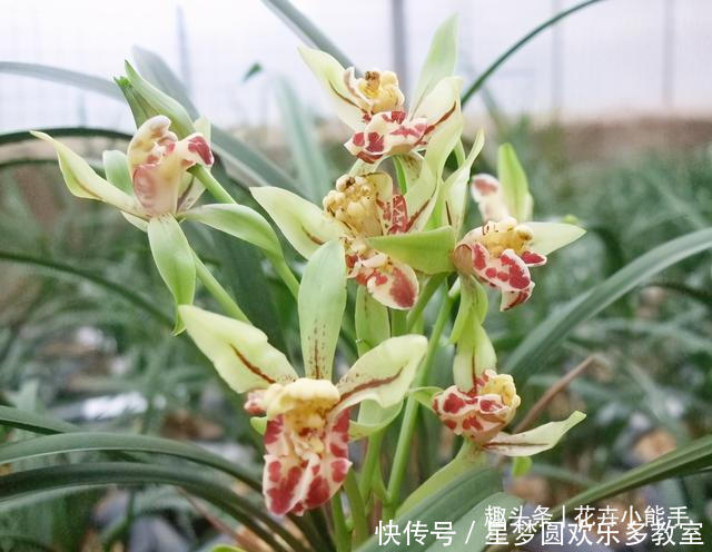 这款兰花人称“活香水”,一年四季香满屋,花瓣以奇、雅而闻名