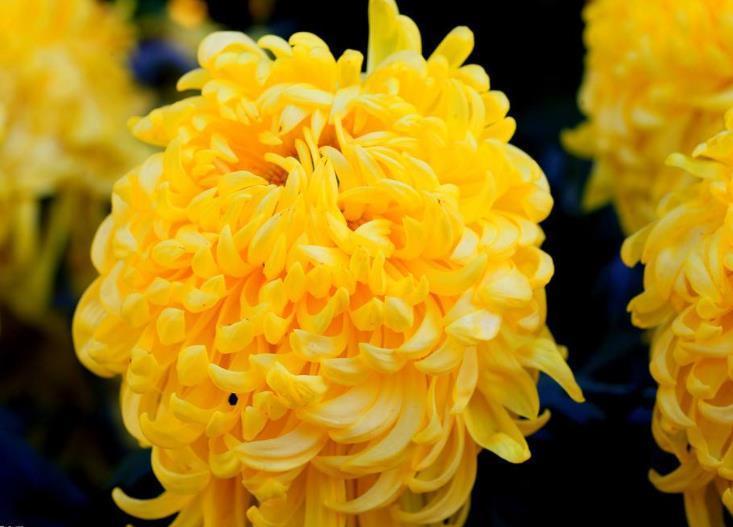 “不怕冷”的四种花,气温低不影响生长,爱花的人了解下