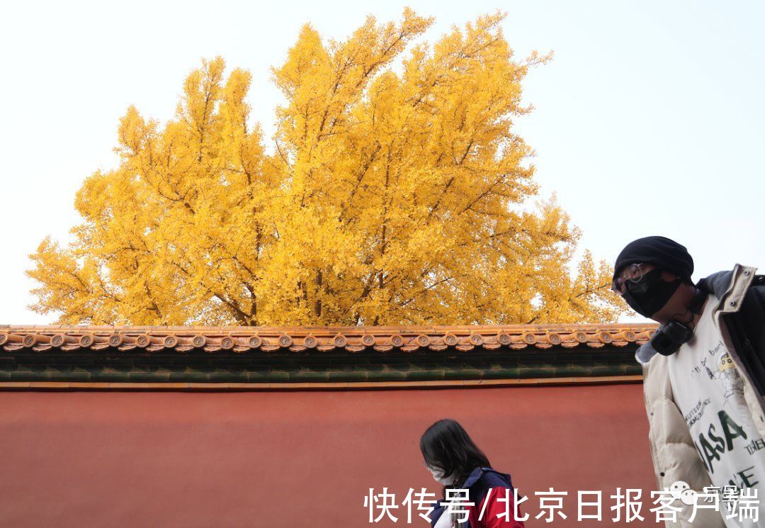 秋叶|雨雪大风降温将至，京城最后一波秋色别错过