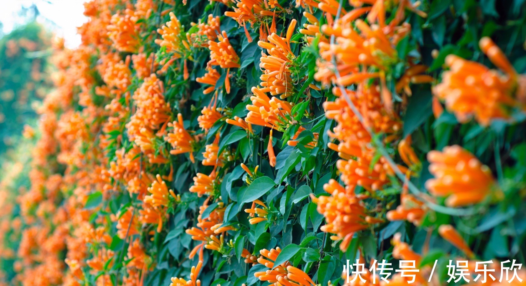 家养3种“爬藤花”,30天不到成“花墙”,香气四溢“满墙香”