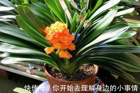 秋天养君子兰,了解掌握4个要点,越长越好,叶绿花美