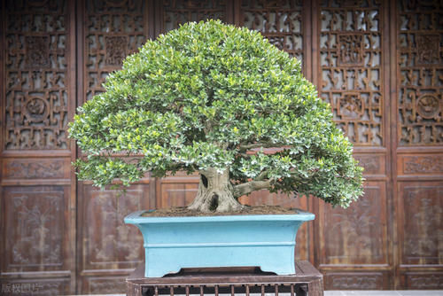 植物花卉|别再为浇水发愁了,给你支招“10多10少”浇水法,比啥方法多管用