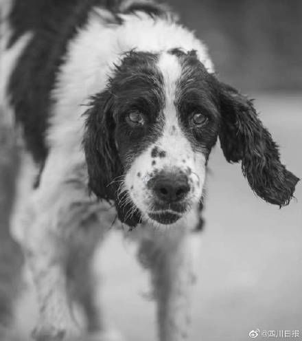 汶川地震|汶川地震67只搜救犬全部离世