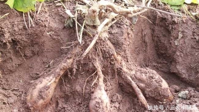 小花|乡下一种不起眼的小花,根茎竟是千年人参,如若遇到一定别放过