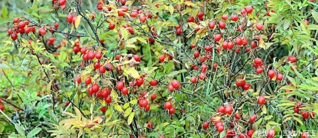 天山雪莲|全身是宝的野果,价格比黄金贵,但很多人不认识都糟蹋了
