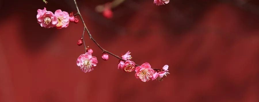  人生|【感悟人生】中国最顶级的智慧，是做个又稳又笨的人