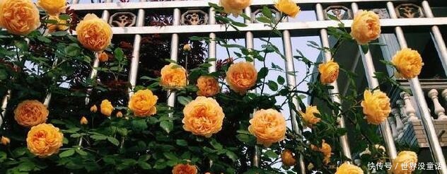 鱼头|吴大爷养“月季”,三月喂点“零食”,花朵嗖嗖冒,1年开不停!