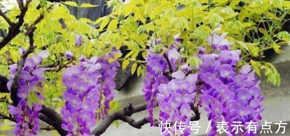 院子|院子里养上4种藤本花卉，花期开成花海，犹如美丽画卷