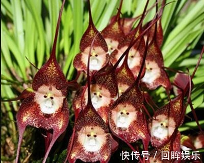 兰花界的“美猴王”,猴面小龙兰,怎么养首要价值是什么