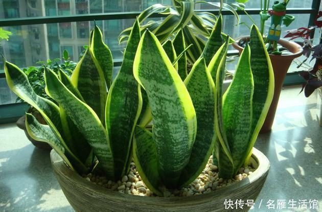 花友|虎皮兰有“4怕”,避开后,叶子旺盛“增1倍”,花友早记住