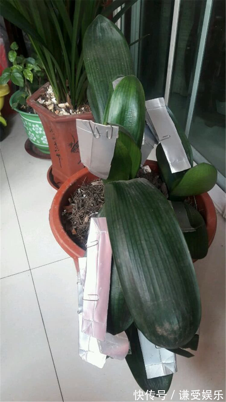 君子兰长“歪”叶,赶紧做2动作,叶片油绿肥厚,整齐排成一条线