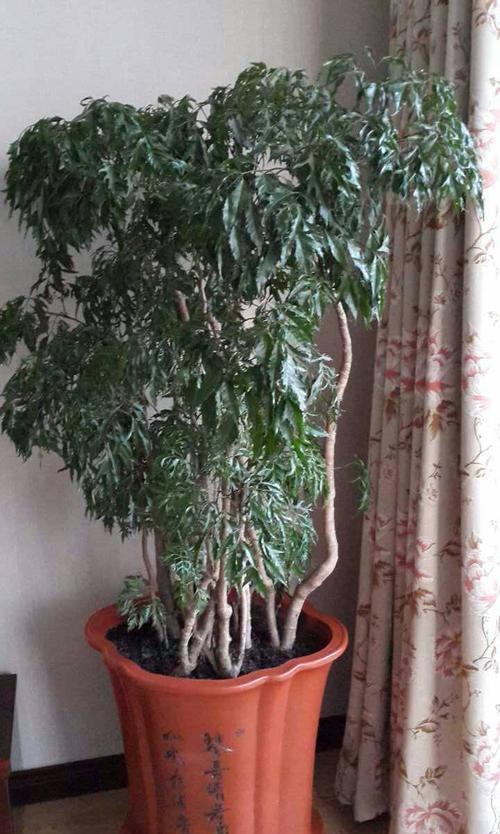 这5种“客厅小森林”的绿植,好看又有森林感,家里满满in风