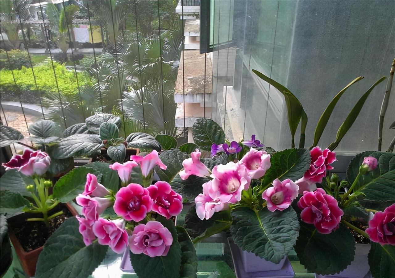 “10种花”好养又漂亮,有点散光就“生长”,花叶俱美,富贵大气