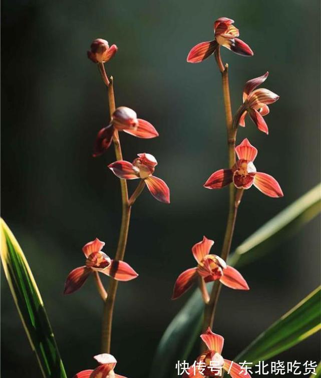 曾价值20万1苗，正格荷瓣，叶片带艺，花艺双绝，带你认识红神荷